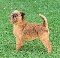 Étalon Griffon bruxellois - marquant The party girl