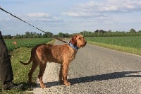 Étalon Griffon fauve de Bretagne - Lexie De La Hache De Vaa