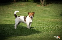 Étalon Jack Russell Terrier - CH. Forever des garrigues de réal.