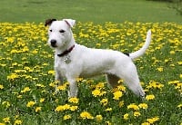 Étalon Parson Russell Terrier - Alfa Mayabor