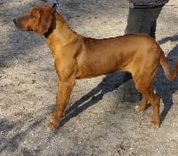 Étalon Rhodesian Ridgeback - Grease des portes de la moria