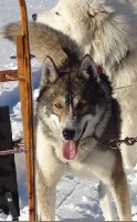 Étalon Siberian Husky - Gengis khan de la Tourbière du Loup