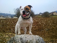 Étalon Staffordshire Bull Terrier - First white lady -frenzy- (Sans Affixe)