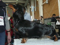 Étalon Teckel poil long - amarita's J'adore my black señorita