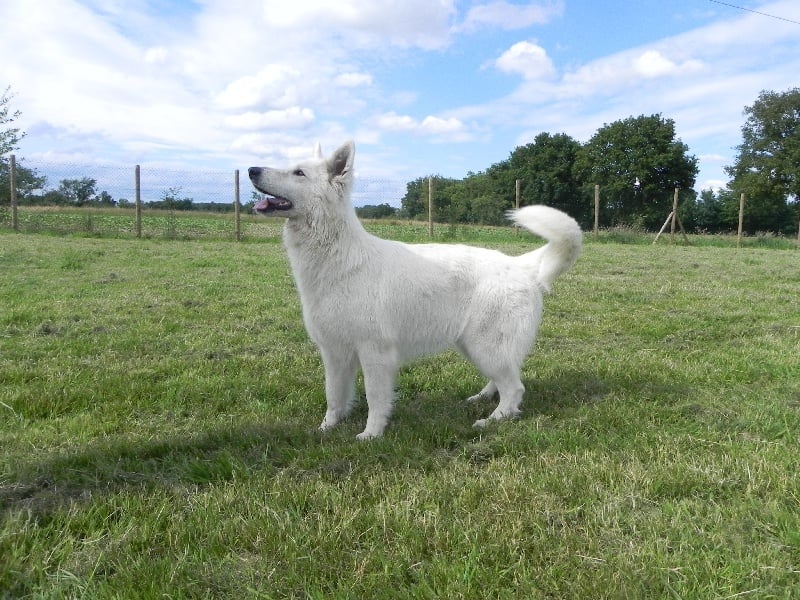 Falbala des Terres d'Azade