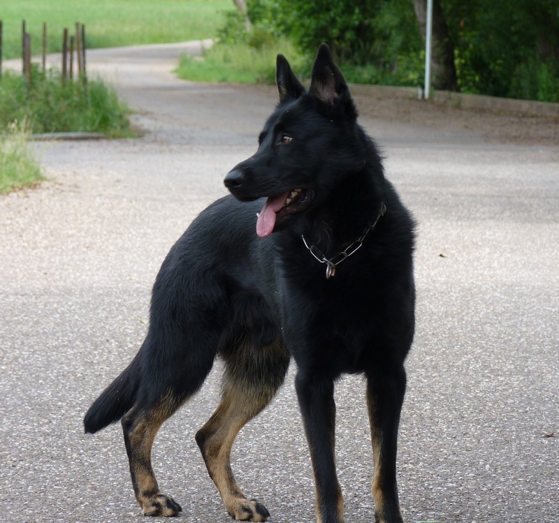 Faro De l'anneau d'or