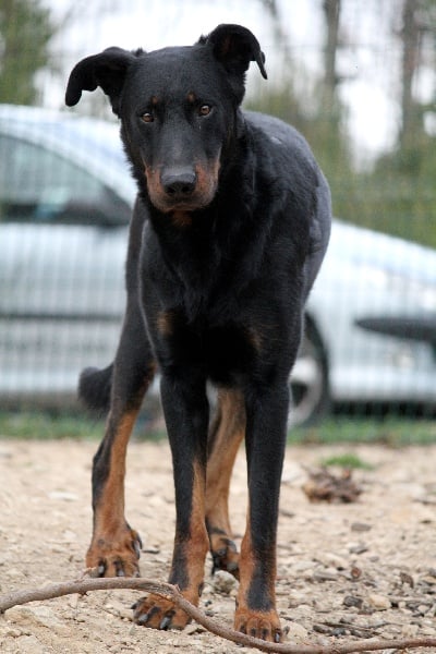 Elite Du val des quatre reines