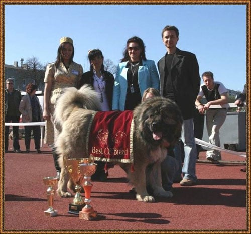 CH. kavskazkoy natsionalnosti Nurbek