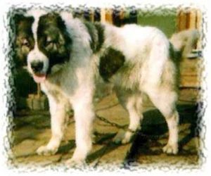 Termez hanpir (Sans Affixe)