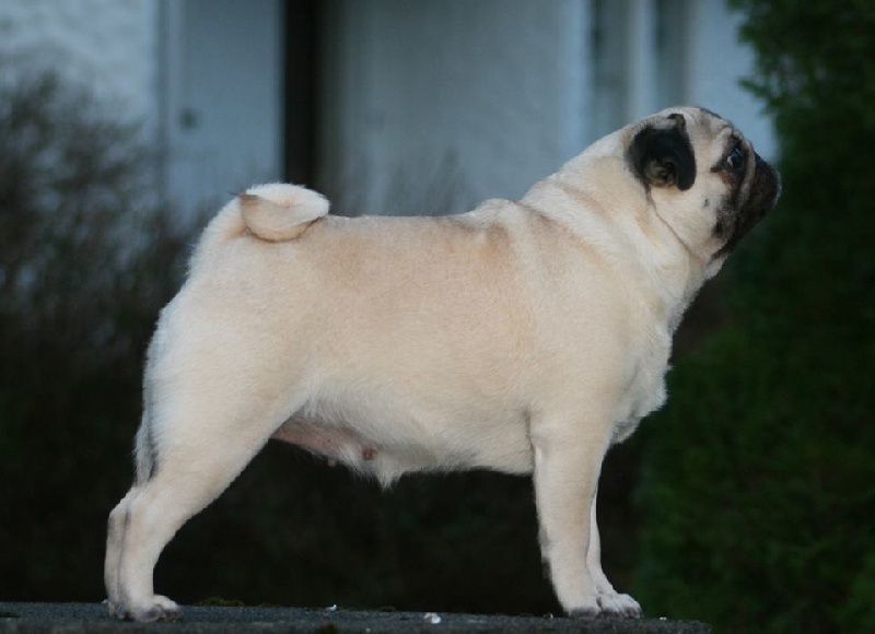 Pugbully Dixie chick