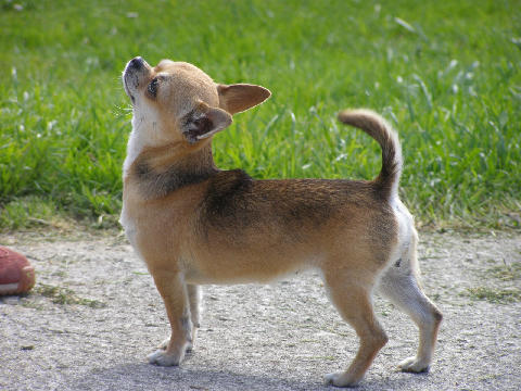 Publication : du Harpouy D'Auzan