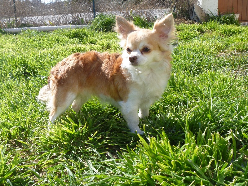 Gina bellissima Du Verger Sacré Des Muses