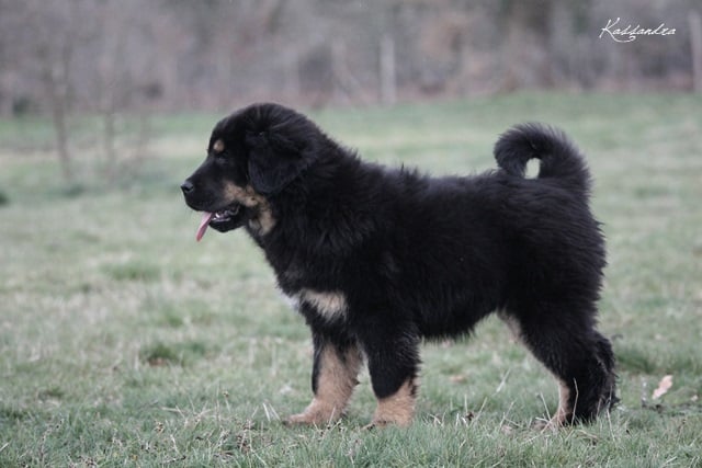 Publication : Des anges gardiens de la grace 