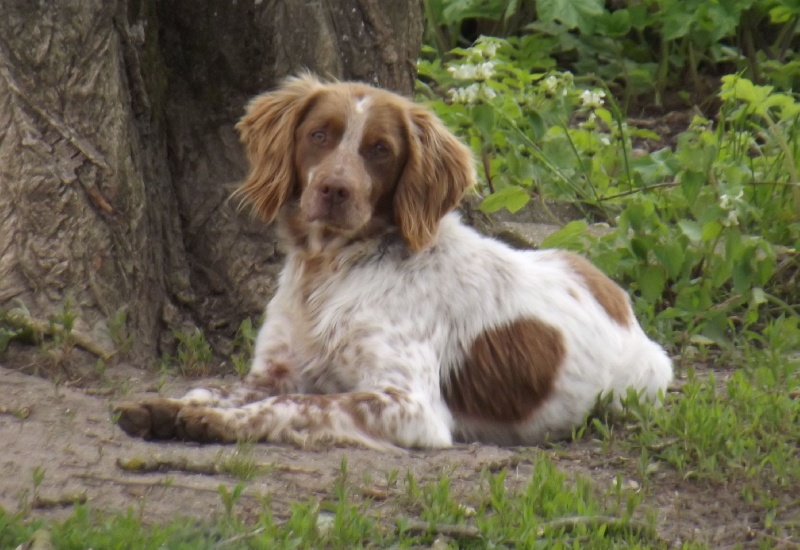 Publication : Du Royaume Des Quatre Pattes 