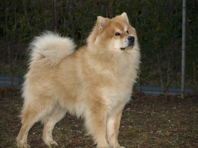 Valdaï taz des Legendes de Retz
