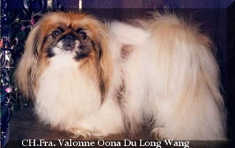 CH. Valonne oonna de long-wang