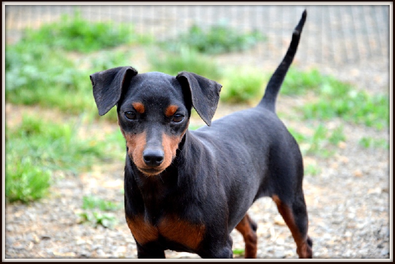 Publication : Della Passionata Auteur : Passion Stéphanie