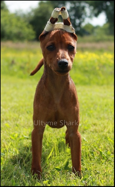 Publication : L'ultyme shark Auteur : ultyme shark