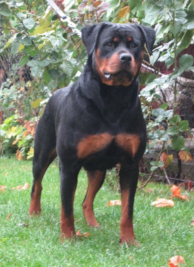 Publication : de la Horde des Centurions Auteur : Franck dupont