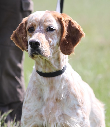 Publication : of Glen Sheallag Auteur : Alexia Priolet Chauveau