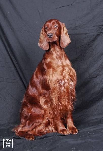 Publication : Ofthetravlinstar@telenet.be Auteur : r van hal