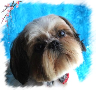 Chopin Du royaume des sphynx