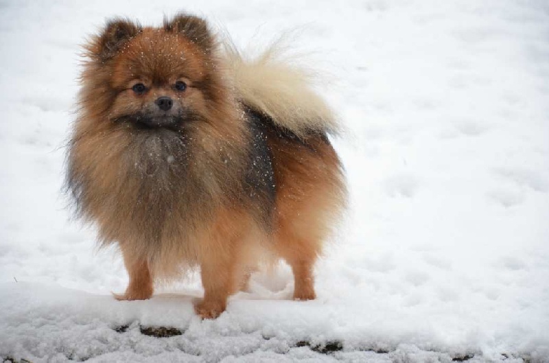 Publication : de de la Vallée du Mouton Auteur : Ch. Janes