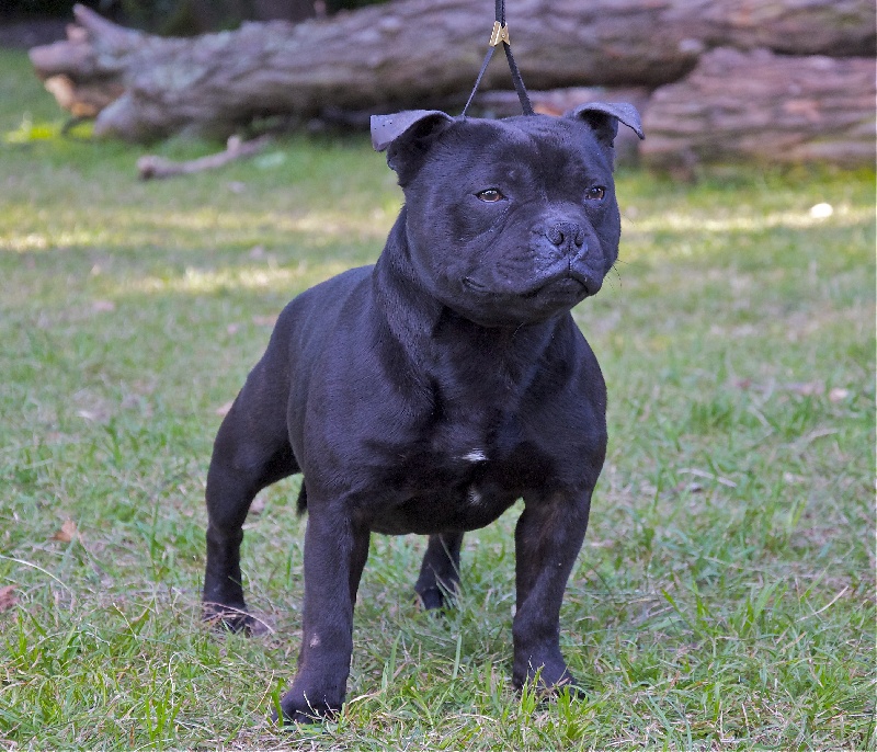 Publication : Black Bulldiamonds 