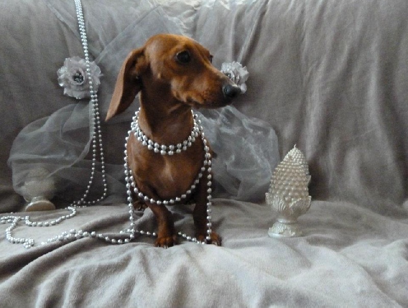 Publication : Corso Nobile Auteur : van Pottelsberghe de la Potterie