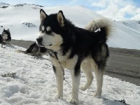 Étalon Alaskan Malamute - Guizmo De La Coleen d'Urok