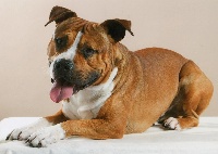 Étalon American Staffordshire Terrier - Enzo van Clan Kaiser