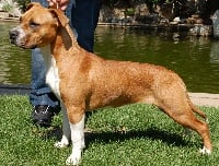 Étalon American Staffordshire Terrier - Helena du Diamant Rouge