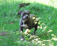 Étalon American Staffordshire Terrier - American Blue Bubble Gravity