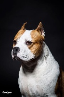 Étalon American Staffordshire Terrier - CH. Jericho long step