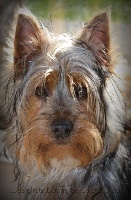 Étalon Australian Silky Terrier - CH. Heaven Dark jad'or