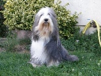 Étalon Bearded Collie - Necessity Bamboo dite bahia