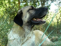 Étalon Berger Kangal - Gladys kangal (dite galice) du Bonnie Blue Flag