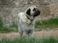 Étalon Berger Kangal - Dolunay (Sans Affixe)