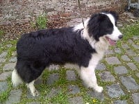 Étalon Border Collie - Venture at real pearl