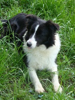 Étalon Border Collie - border-follies Key of sky