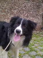 Étalon Border Collie - sawasdee Big deal