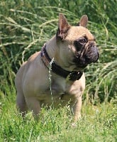 TN200_chiens-Bouledogue-francais-5bce0bd8-85c5-f0e4-a1a3-fb904b6ce553.jpg
