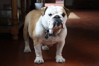 Étalon Bulldog Anglais - Hermine-happy Cazador del Pampa