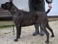 Étalon Cane Corso - Atomica della nevaia