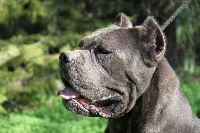 Étalon Cane Corso - Diesel dell'Antiqua Apulia