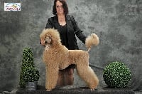 Étalon Caniche - CH. Stara zagora fleur de cerise From olionhouse