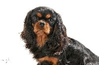 Étalon Cavalier King Charles Spaniel - Hot chocolate de Pink'Paradise