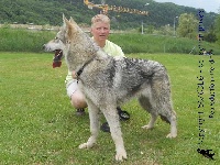 Étalon Chien-loup de Saarloos - CH. Hermine-breizh de la compagnie du loup gris