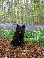 Étalon Chiens suedois de Laponie - cahppes M'raude
