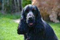 Étalon Cocker Spaniel Anglais - CH. Hémie de la terre d'Opale